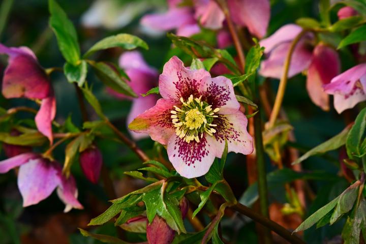 pink hellebore/ lenten rose